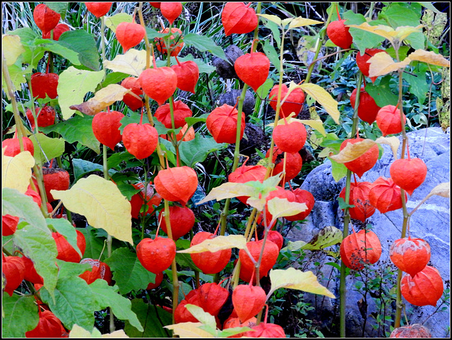 Chinese Lantern