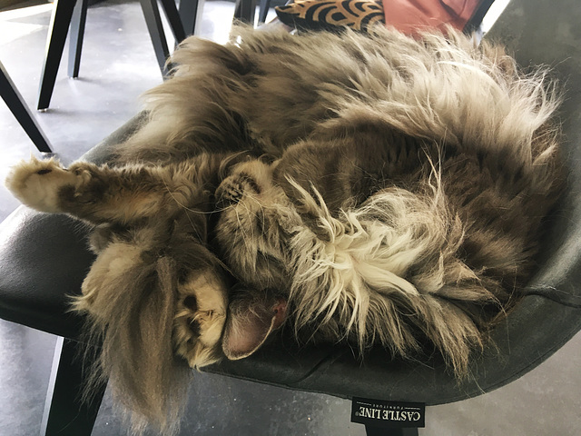 Main coon