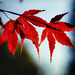 Three Red Leaves