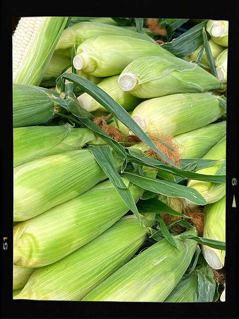 Corn