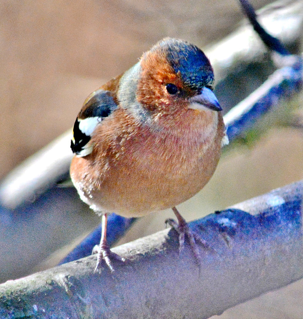 Chaffinch