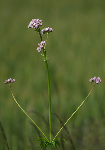 la flore de l'étang du petit Chabodière - Ain