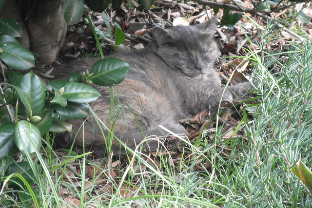 Sleeping Tiger