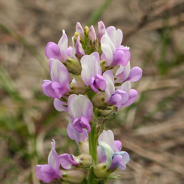 Showy Locoweed