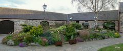 Courtyard Tulips