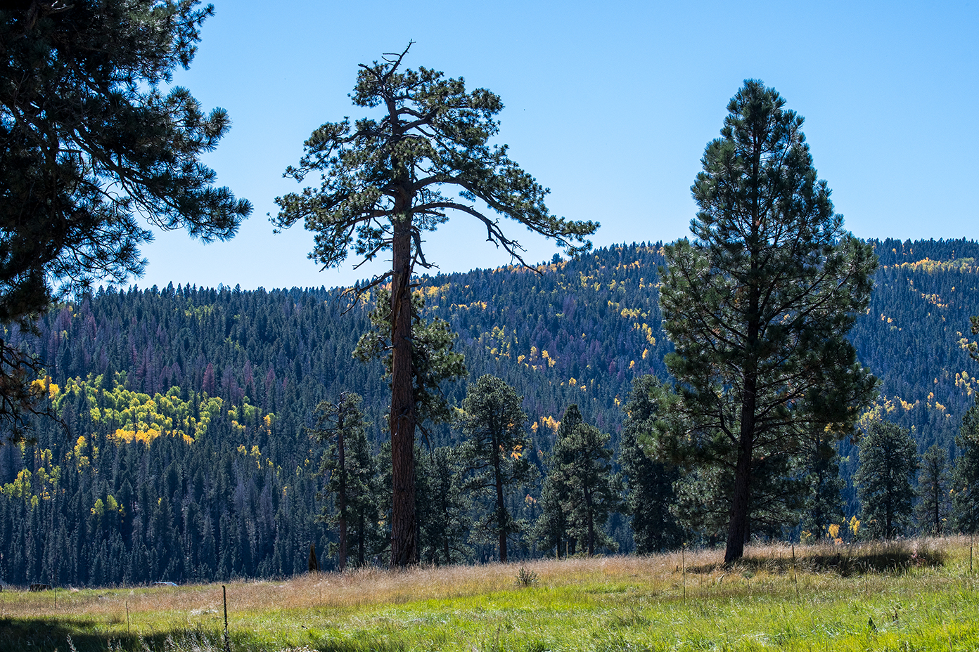 Valles caldera12