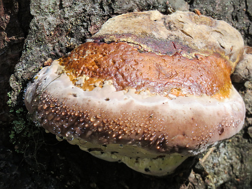 Fungus guttation droplets