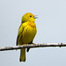 Yellow Warbler (Setophaga petechia)