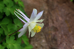 Colorado Blue Columbine