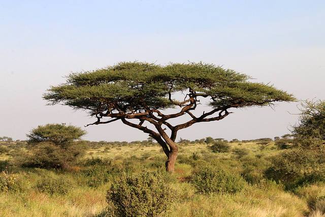 Umbrella thorn acacia tree