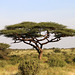 Umbrella thorn acacia tree