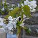 SoS[25] - Cherry blossom {3 of 8} : bee(n) busy !