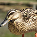 Lady Mallard