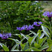 Centaurea montana