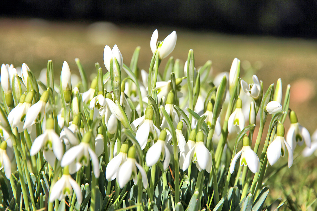 Frühlingserwachen 2