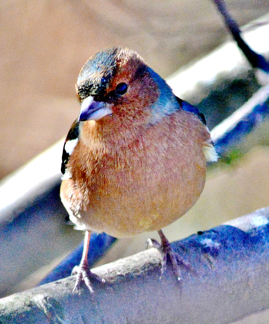 Chaffinch