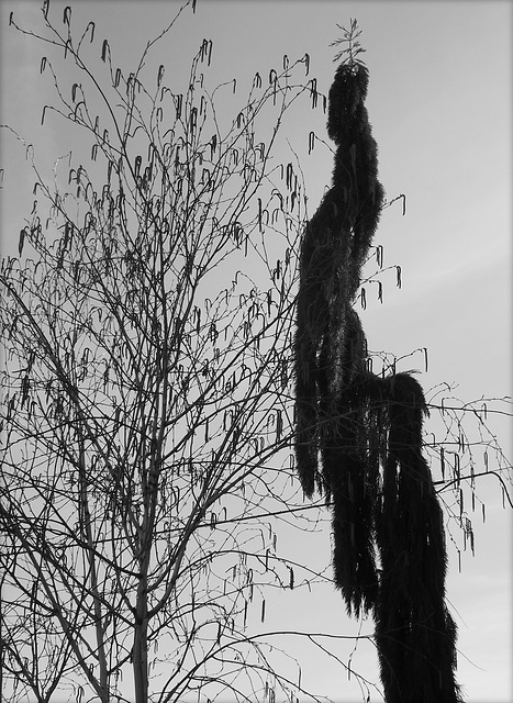 Weeping sequoia