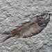 fish fossil 20150905 172140