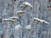 Frost on goldenrod