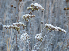 Frost on goldenrod