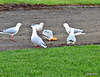 Gathering of Gulls