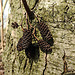 20200408 7083CPw [D~MI] Schwarz-Erle (Alnus glutinosa), Großes Torfmoor, Hille-1