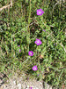 Blümchen