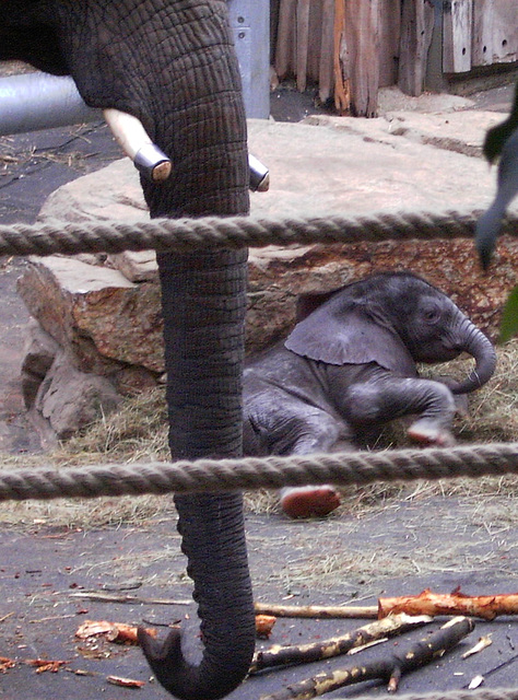 Dresdner Zoo - freudig begrüßter Nachwuchs