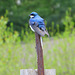 Tree Swallow (Tachycineta bicolor)