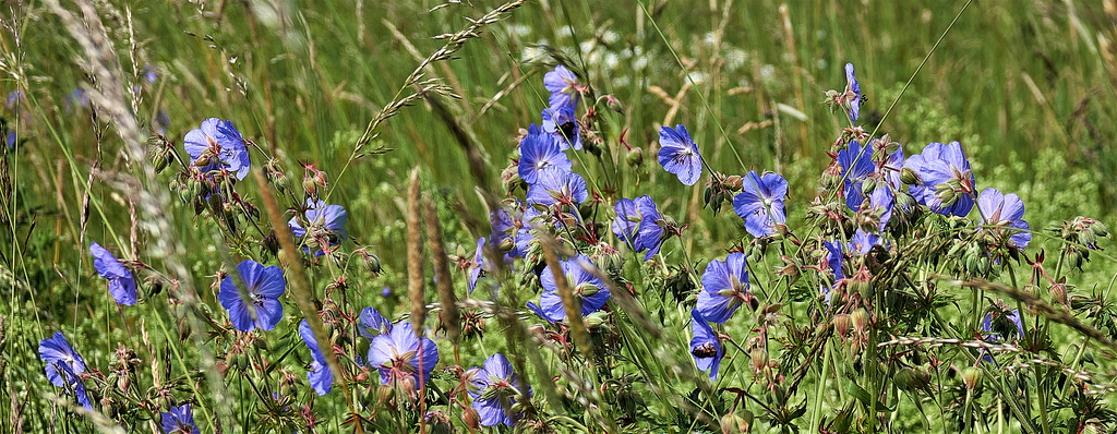 Wild And Blue Geraniums