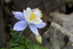 Colorado Blue Columbine