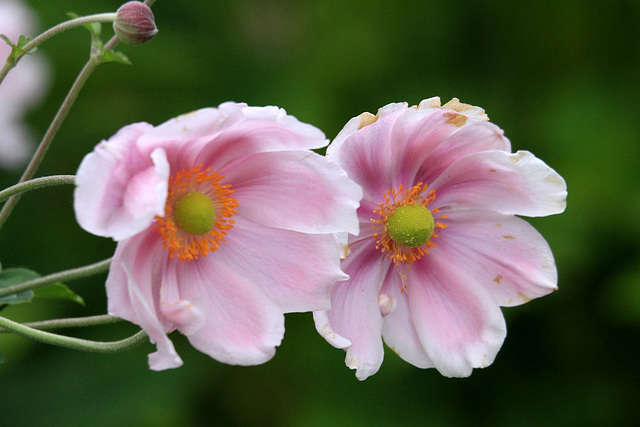 Anemone japonica