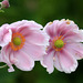 Anemone japonica