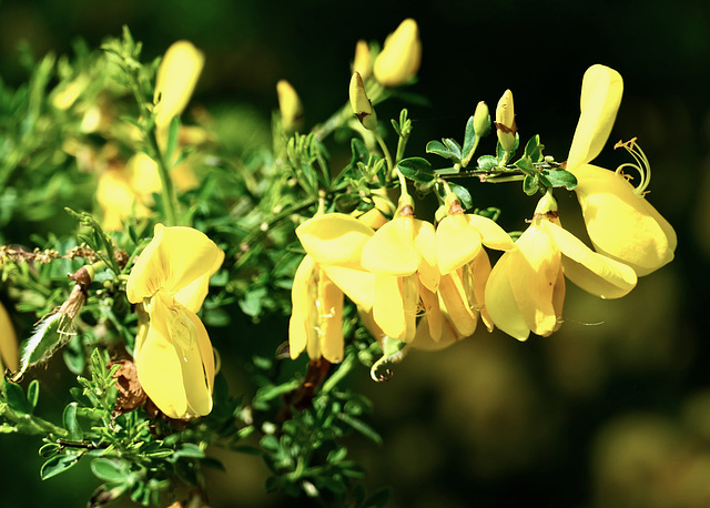 Ginsterblüten