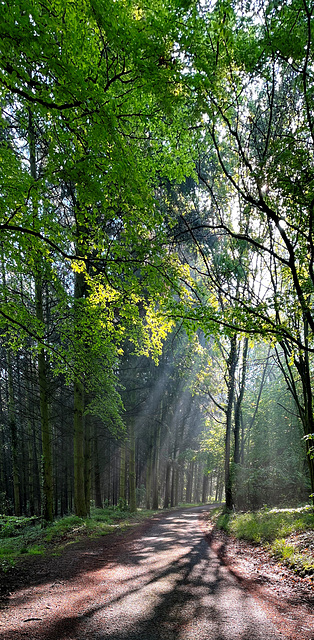 Im Wald bei Marienthal