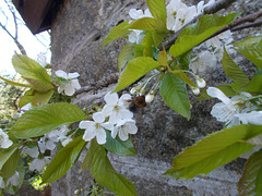 SoS[25] - Cherry blossom {2 of 8}