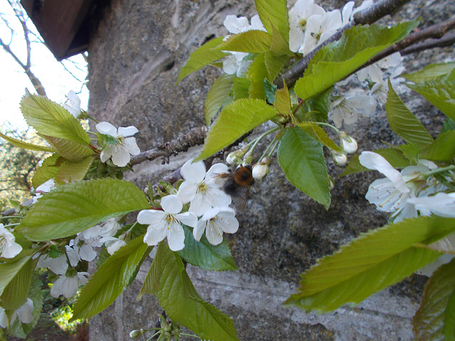 SoS[25] - Cherry blossom {2 of 8}