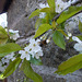 SoS[25] - Cherry blossom {2 of 8}
