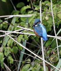 Martin le pêcheur...