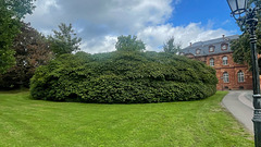 Aesculus parviflora