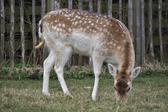clissold park deer