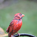 Northern Cardinal