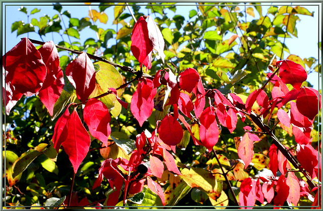 Bunte Herbstfarben. ©UdoSm