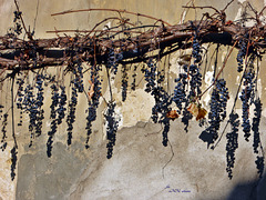 blauer Wein an altem Stock
