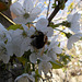 SoS[25] - Cherry blossom {4 of 8}