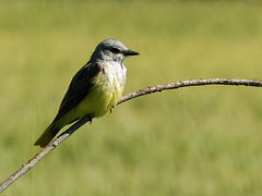 Western Kingbird