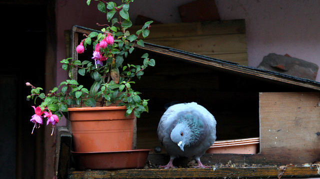 Mon petit pigeon vous souhaite une très belle soirée