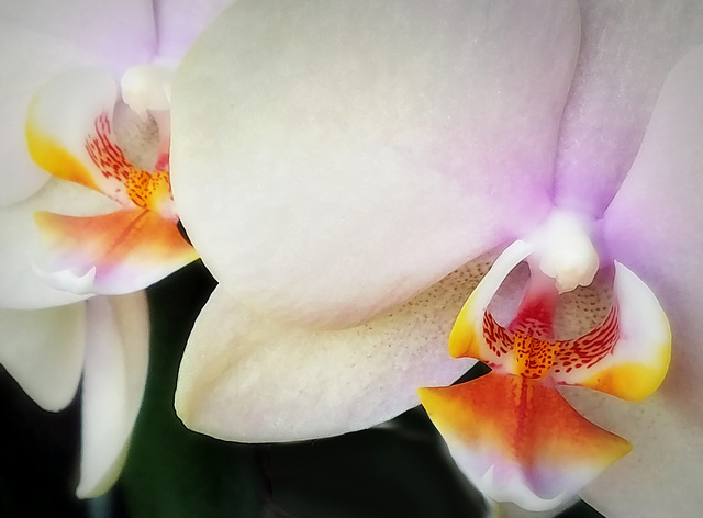 orchids