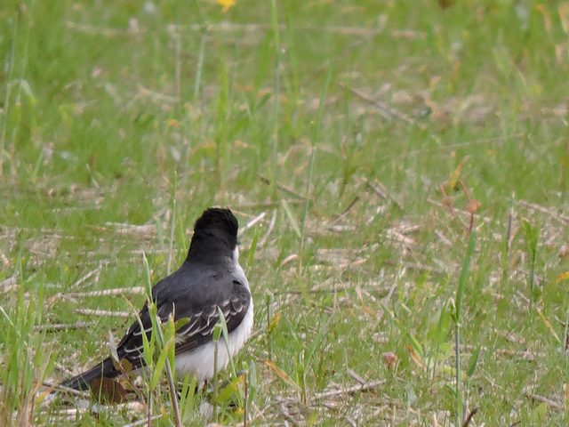 Eastern Kingbird