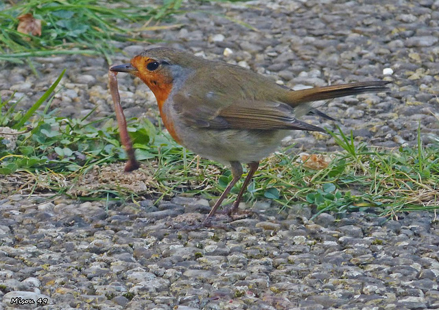 Dans mon jardin